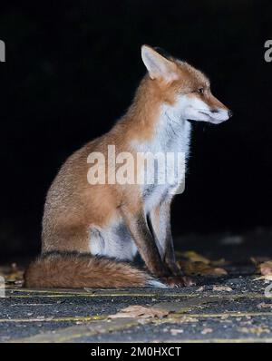 Urban Fox in Bristol Stock Photo