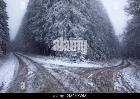ground frozen road in winter forest in snow Stock Photo