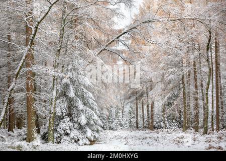 larch, spruce forest in snow during winter Stock Photo