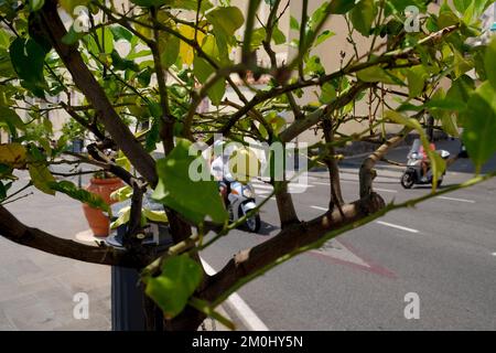 A lemon hangs from the tree of a roadside tree in the coastal town of Amalfi Italy. Stock Photo