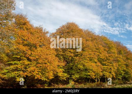 A row of beech trees (fagus sylvatica) in autumn at Robbers Bridge in Exmoor National Park Stock Photo