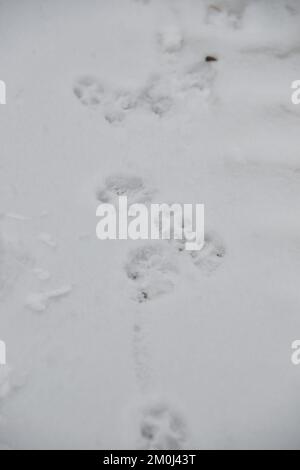 Interesting abstract white background with footprints of a cat or dog paws on the snow. Care for pets in the winter, in cold weather. Stock Photo