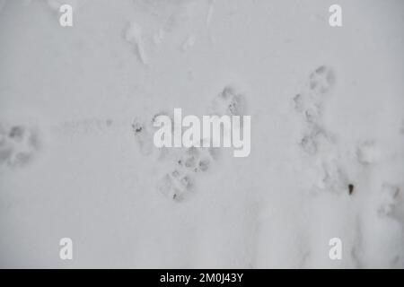Interesting abstract white background with footprints of a cat or dog paws on the snow. Care for pets in the winter, in cold weather. Stock Photo