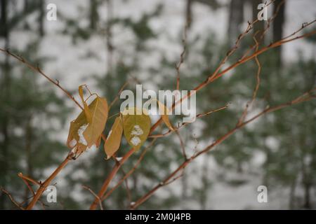 Close up of orange tree leaves on dead tree branches with blurred bokeh green background. Stock Photo