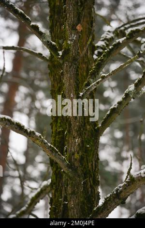 brown tree trunk with many branches overgrown with green moss. white snow has fallen on the branches. Stock Photo