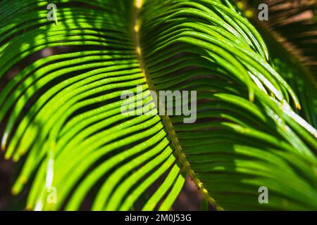 Sago Palm or Cycas Revoluta leaves. Decorative plants for parks or gardens. Stock Photo