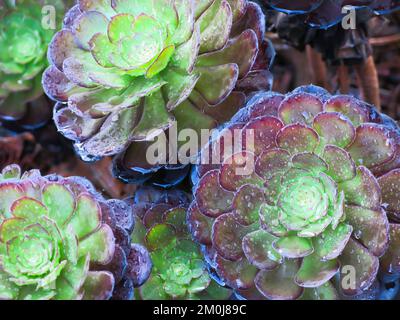 Tree Aeorium Stock Photo