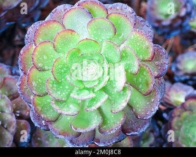 Tree Aeorium Stock Photo