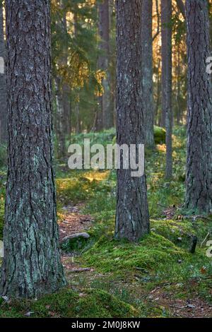 A vertical shot of the branches of tall trees Stock Photo - Alamy