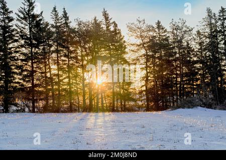 Sun shining through a row of spruce trees across a wintery farm field. Stock Photo