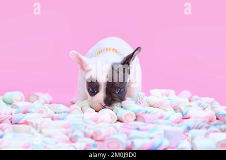 Black and white pied French Bulldog dog puppy sniffing marshmallow sweets on pink background Stock Photo
