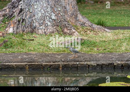 striated heron on Victoria amazonica lotus flower plant Stock Photo