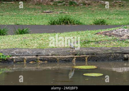 striated heron on Victoria amazonica lotus flower plant Stock Photo