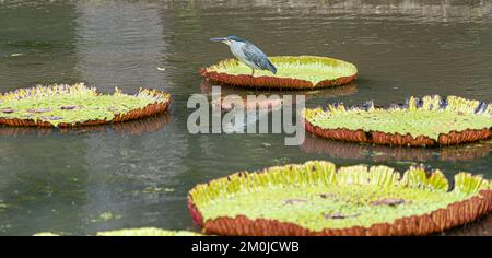 Striated Heron on Victoria Amazonica Lotus Flower Plant, Large Floating Lilly Pads Stock Photo