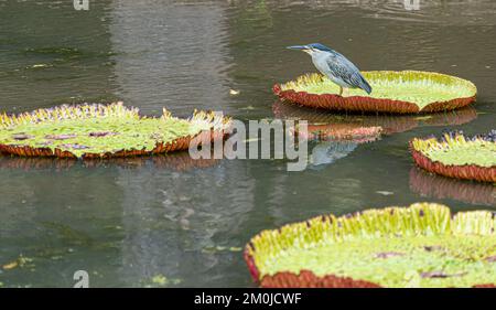 Striated Heron on Victoria Amazonica Lotus Flower Plant, Large Floating Lilly Pads Stock Photo