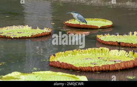 Striated Heron on Victoria Amazonica Lotus Flower Plant, Large Floating Lilly Pads Stock Photo