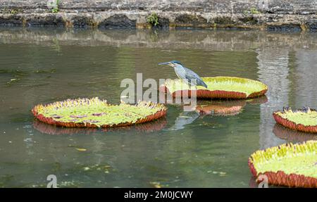 Striated Heron on Victoria Amazonica Lotus Flower Plant, Large Floating Lilly Pads Stock Photo