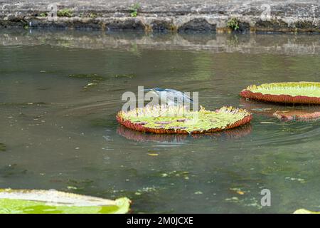 Striated Heron on Victoria Amazonica Lotus Flower Plant, Large Floating Lilly Pads Stock Photo