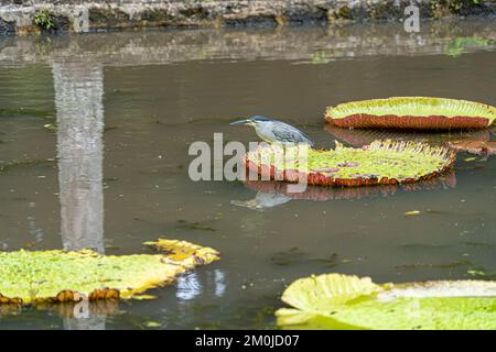 Striated Heron on Victoria Amazonica Lotus Flower Plant, Large Floating Lilly Pads Stock Photo