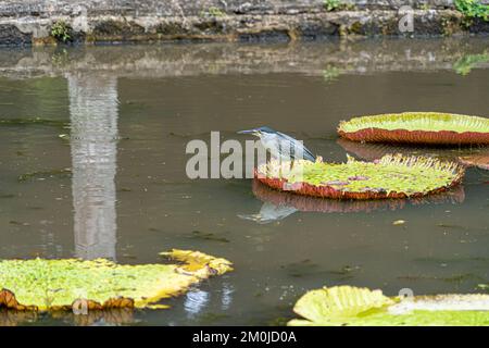 Striated Heron on Victoria Amazonica Lotus Flower Plant, Large Floating Lilly Pads Stock Photo