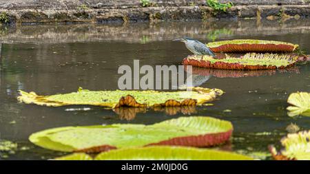 Striated Heron on Victoria Amazonica Lotus Flower Plant, Large Floating Lilly Pads Stock Photo