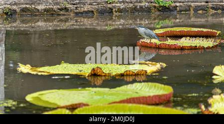 Striated Heron on Victoria Amazonica Lotus Flower Plant, Large Floating Lilly Pads Stock Photo