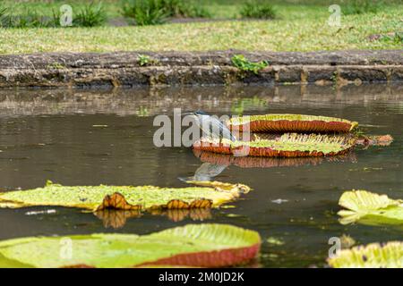 Striated Heron on Victoria Amazonica Lotus Flower Plant, Large Floating Lilly Pads Stock Photo