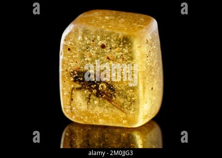 Fly trapped in wood resin for ever, isolated on black background Stock Photo