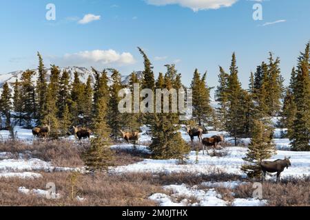 North America; United States; Alaska; Wildlife; Moose; Alces alces gigas; Group; Spring; After deep snow winter, moose herd up in first snow-free area Stock Photo