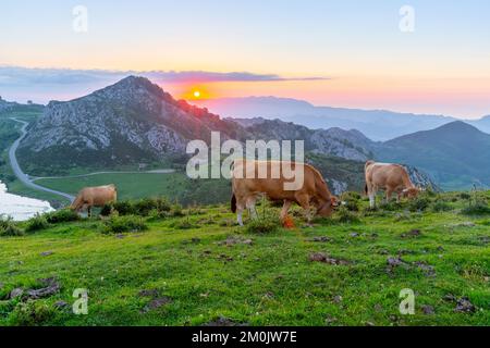 Highland pastures of Covadonga at sunset Stock Photo