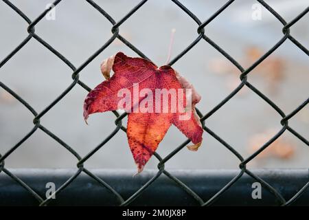 Red orange fall leave stuck in barbed wire fence in Santa Cruz, California, USA Stock Photo