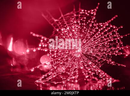 Viva Magenta toned seed of salsify in the water droplets close up. Color of 2023 year Viva Magenta. Stock Photo