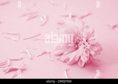 White Chrysanthemum flower head and many petals on pastel light with blurred background. Image toned in Viva Magenta, color of the 2023 year Stock Photo