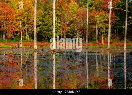 A beaver pond wetland  at Delaware Water Gap National Recreation Area, Pennsylvania Stock Photo