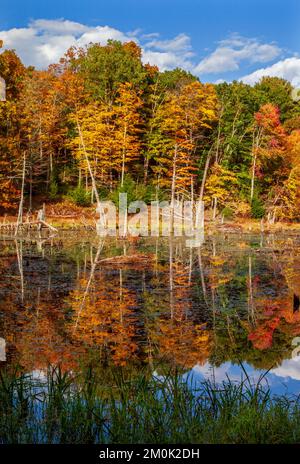 A beaver pond wetland  at Delaware Water Gap National Recreation Area, Pennsylvania Stock Photo