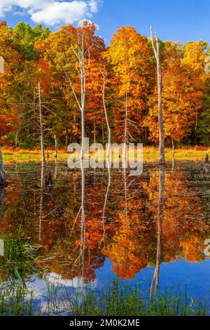 A beaver pond wetland  at Delaware Water Gap National Recreation Area, Pennsylvania Stock Photo