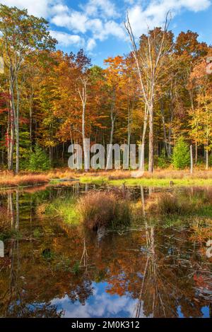 A beaver pond wetland  at Delaware Water Gap National Recreation Area, Pennsylvania Stock Photo