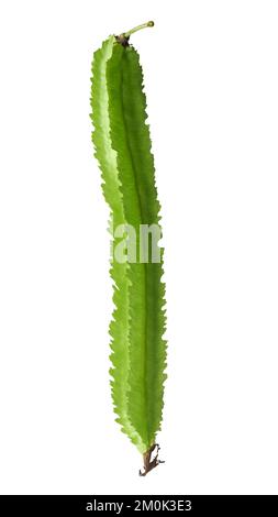 Harvest of green long asparagus beans in basket in hands of female ...