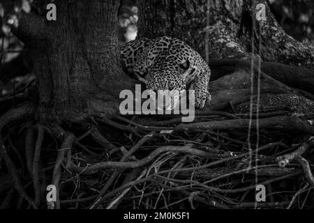 Jaguar resting on the roots of a large tree - head between paws - black and white image Stock Photo