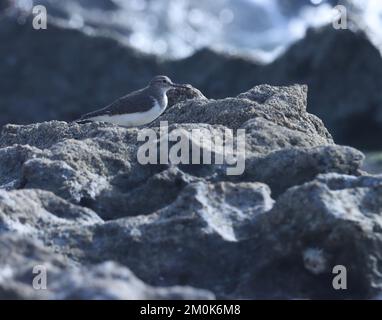 Common sandpiper, waterbird, standing on the rock. Actitis hypoleucos. Stock Photo