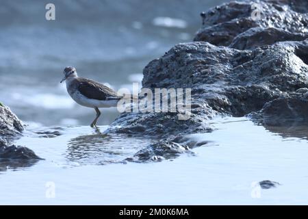 Common sandpiper, waterbird, standing on the rock. Actitis hypoleucos. Stock Photo
