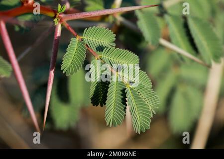 Gum arabic tree, Vachellia nilotica, Acacia nilotica, Babul, Thorn mimosa, Egyptian acacia, Thorny acacia branch closeup. Stock Photo