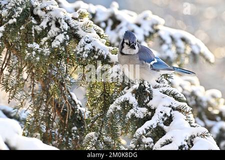 An Eastern Blue Jay" Cyanocitta cristata", perched in a snow covered spruce tree in rural Alberta Canada Stock Photo