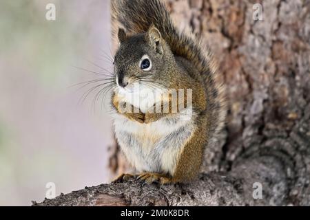 A wild Red Squirrel " Tamiasciurus hudsonicus", sitting on a spruce tree branch in rural Alberta Canada Stock Photo