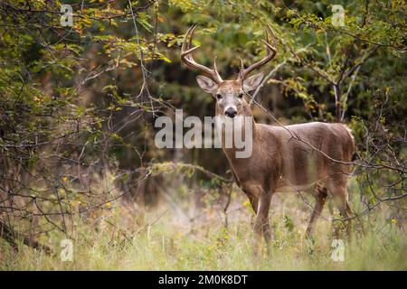 White-tailed Deer, a buck, in the autumn woods during rut season in Texas. Stock Photo