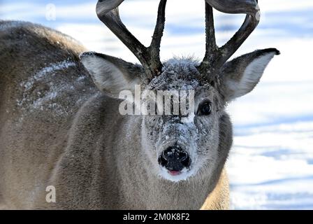A close up portrait of a white-tailed deer "Odocoileus virginianus", with fresh snow on his face in rural Alberta Canada. Stock Photo