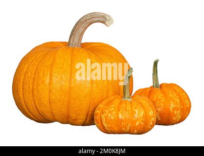 Organic Sugar Pie Pumpkin, an ideal pumpkin for holiday baking and cooking, and two mini pumpkins. Isolated on white background. Stock Photo