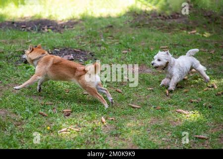 West highland white terrier and shiba inu running on green grass. High quality photo Stock Photo