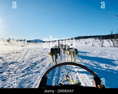 Alaskan huskies dog sledding in Tromso, Norway Stock Photo