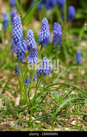 Muscari armeniacum, Armenian grape hyacinth, Bulbous perennial dense spikes of white-tipped, deep violet-blue, egg-shaped flowers Stock Photo